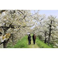 2580_3342 Romantischer Spaziergang unter blühenden Kirschbäumen. | 